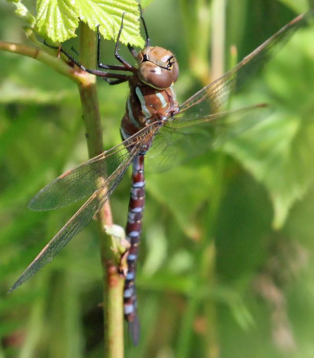 Photo of Lance-tipped Darner