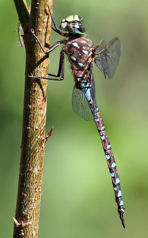 Photo of Variable Darner