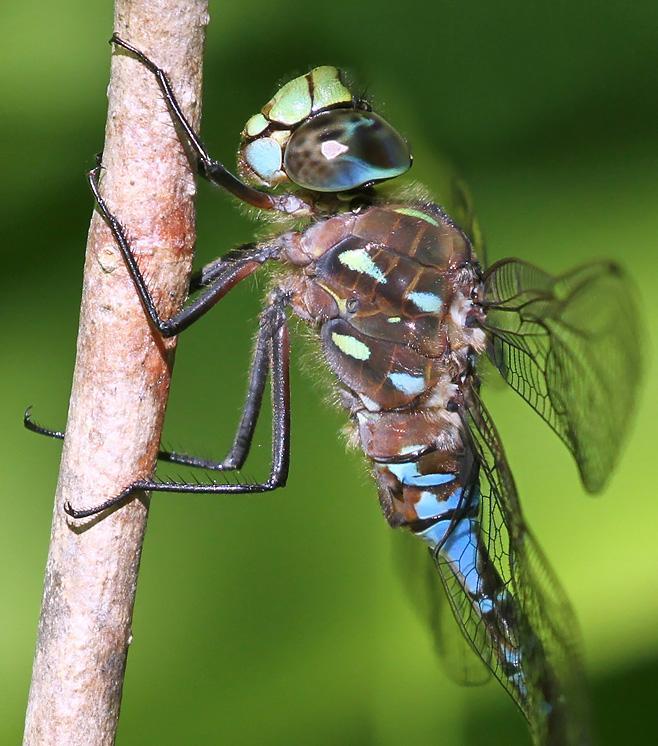 Photo of Variable Darner