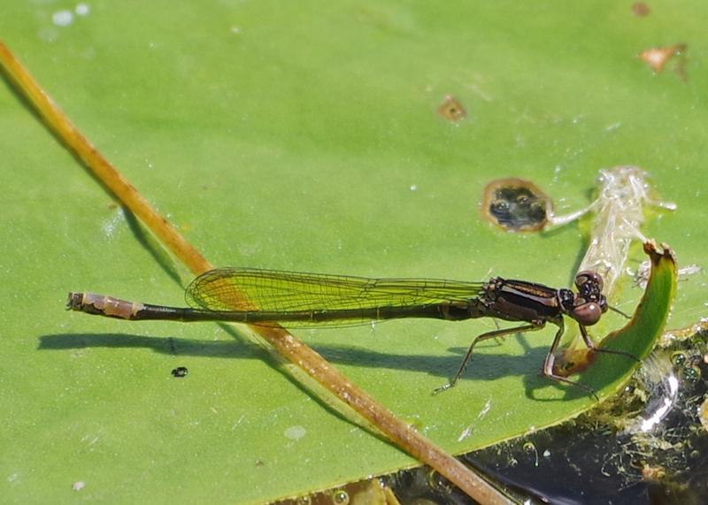 Photo of Lilypad Forktail