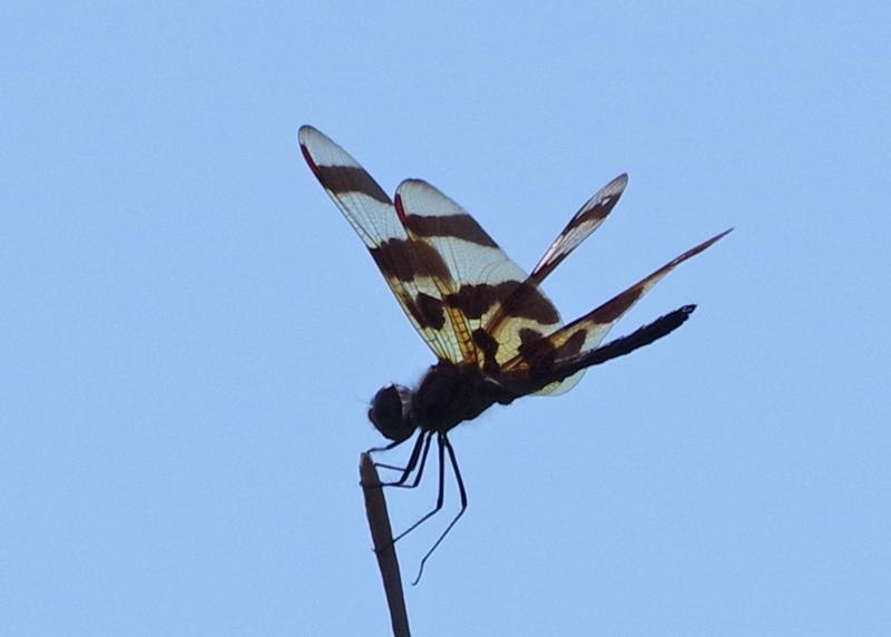 Photo of Halloween Pennant