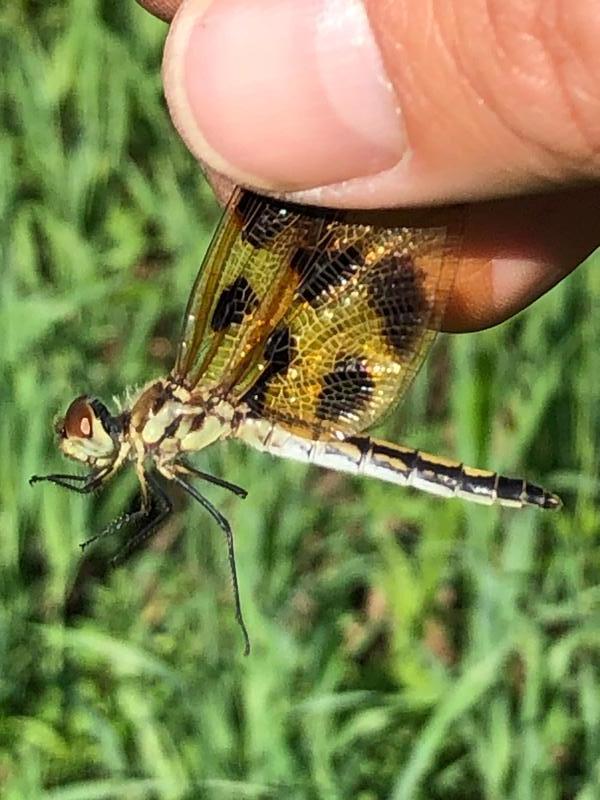 Photo of Halloween Pennant