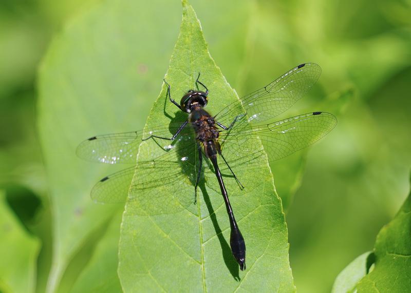 Photo of Racket-tailed Emerald