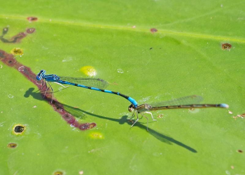 Photo of Double-striped Bluet