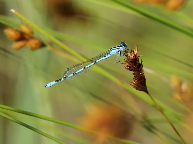 Photo of Marsh Bluet