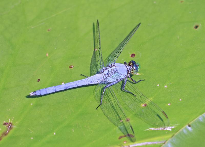 Photo of Eastern Pondhawk