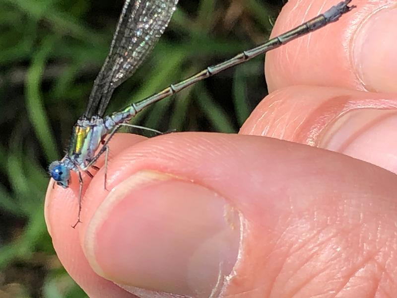 Photo of Emerald Spreadwing