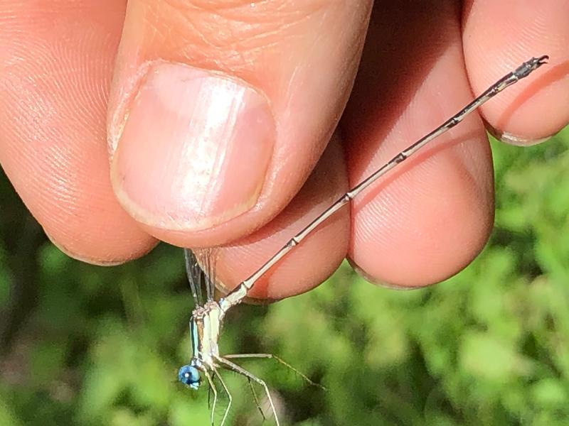 Photo of Slender Spreadwing