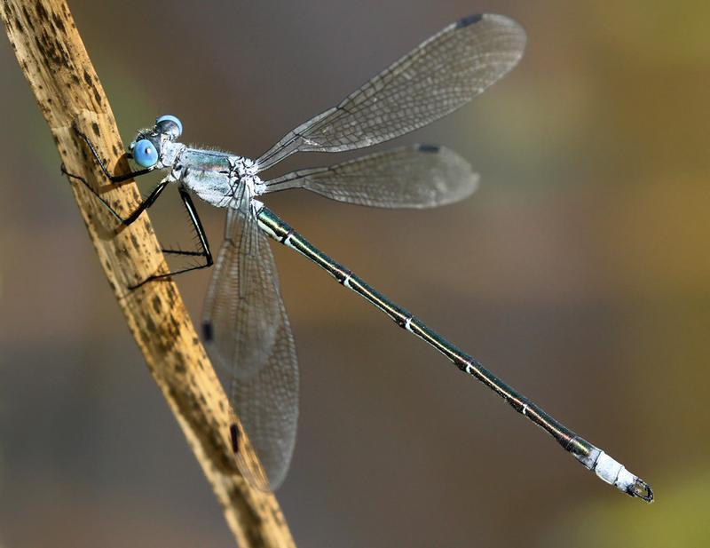 Photo of Amber-winged Spreadwing