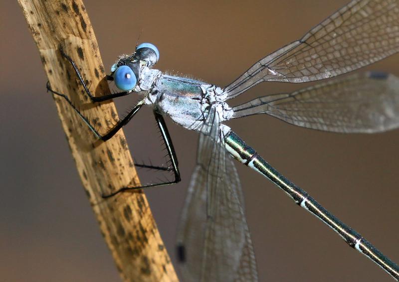 Photo of Amber-winged Spreadwing