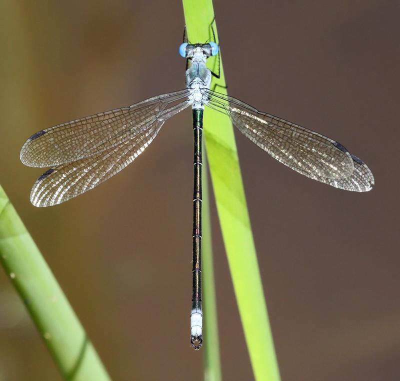 Photo of Amber-winged Spreadwing