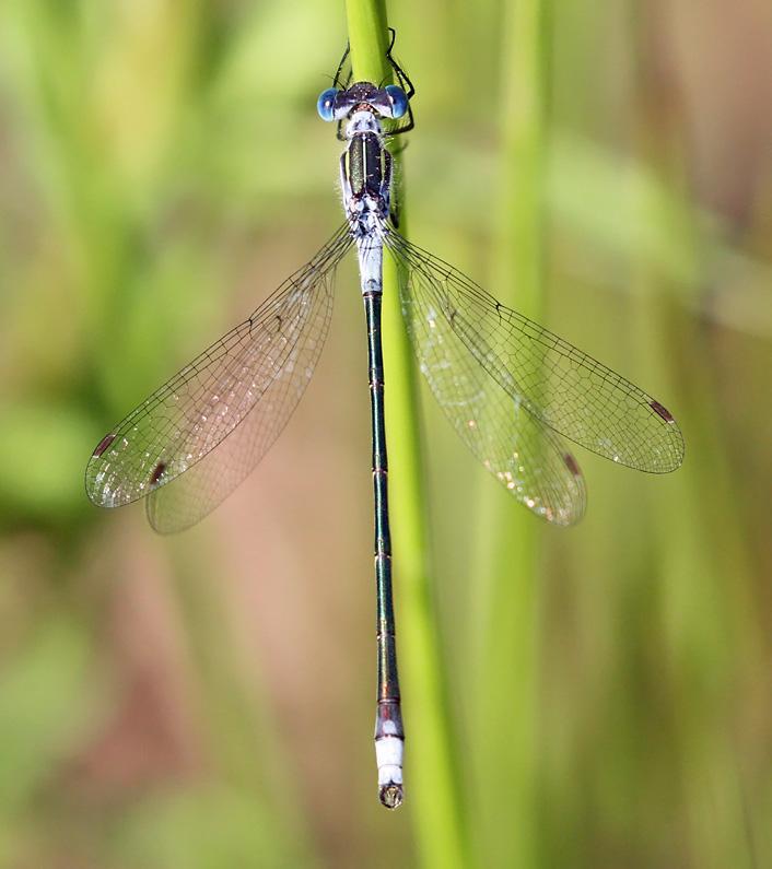 Photo of Northern Spreadwing