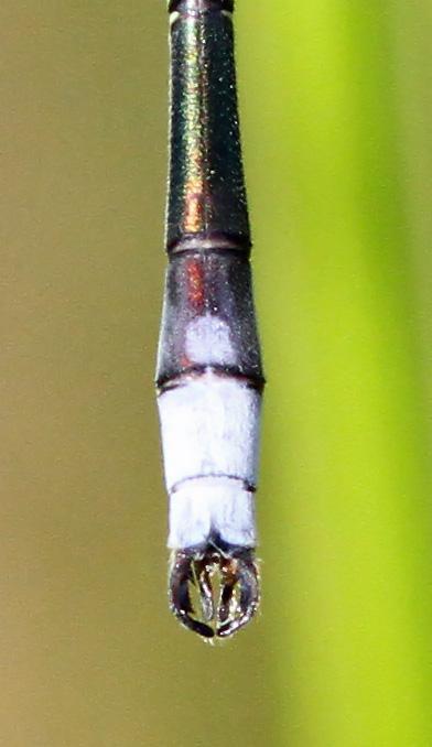 Photo of Northern Spreadwing