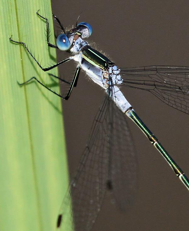 Photo of Northern Spreadwing