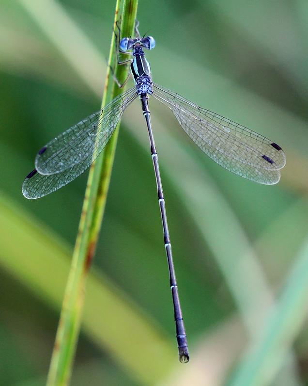 Photo of Slender Spreadwing