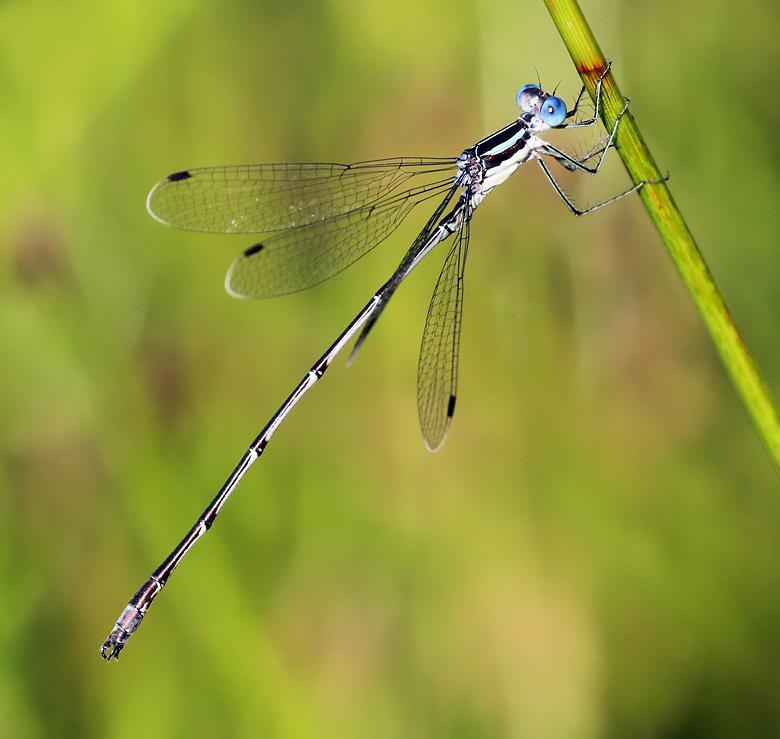 Photo of Slender Spreadwing