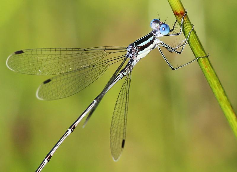 Photo of Slender Spreadwing