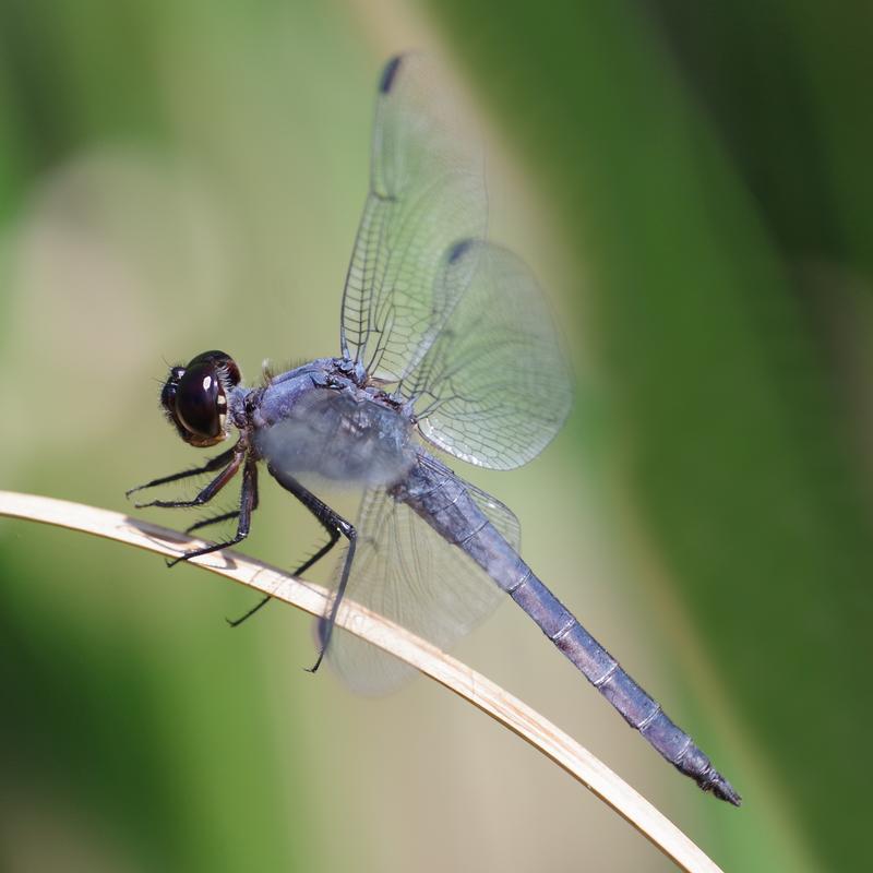 Photo of Slaty Skimmer