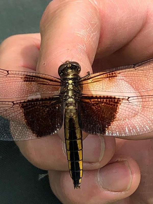 Photo of Widow Skimmer