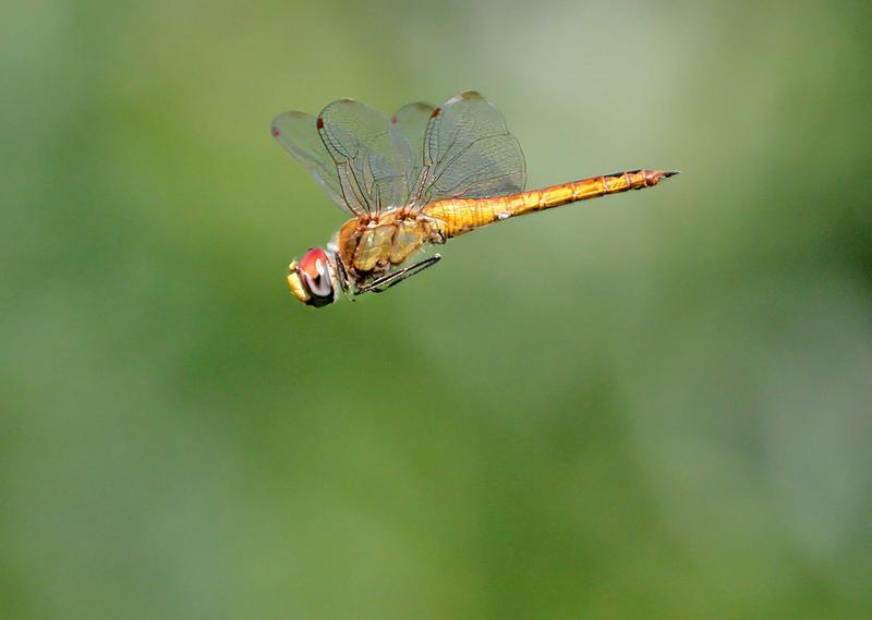 Photo of Wandering Glider