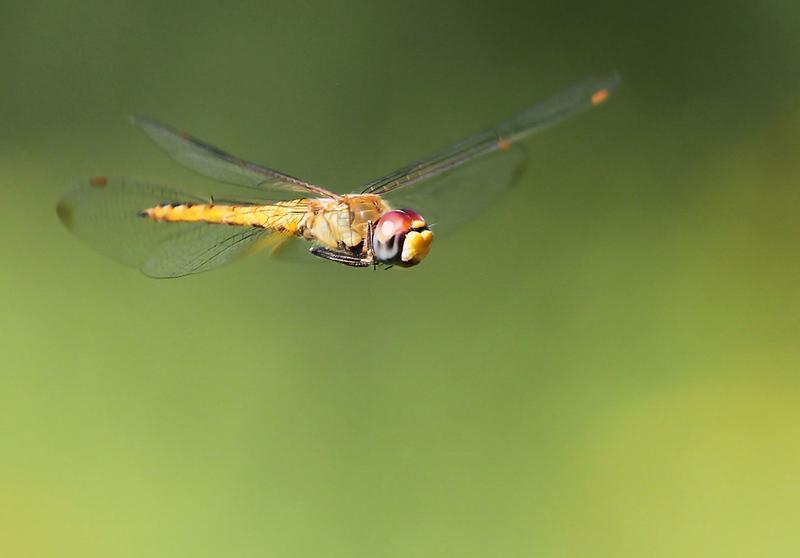 Photo of Wandering Glider