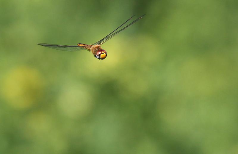 Photo of Wandering Glider