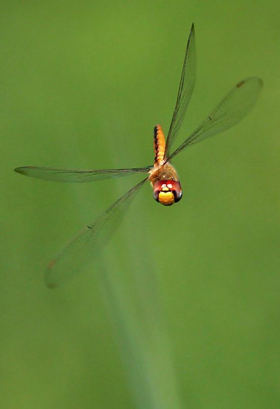 Photo of Wandering Glider