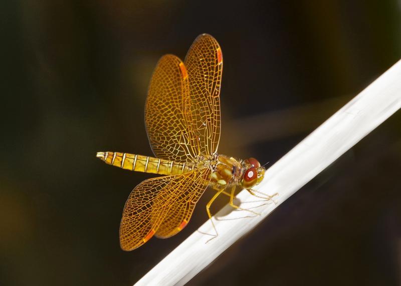 Photo of Eastern Amberwing