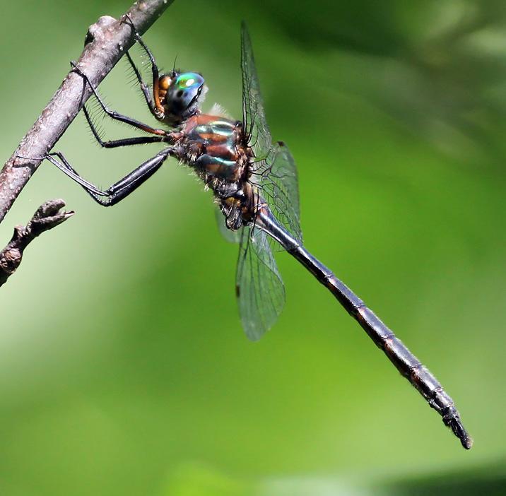 Photo of Williamson's Emerald