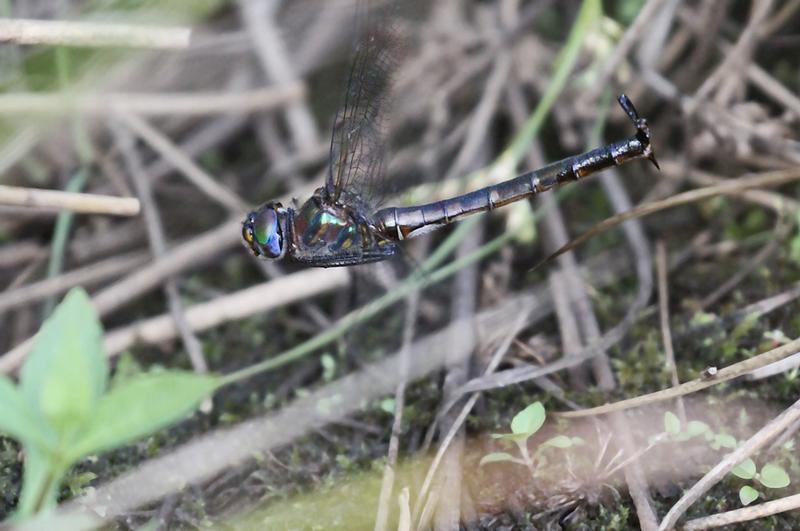 Photo of Williamson's Emerald