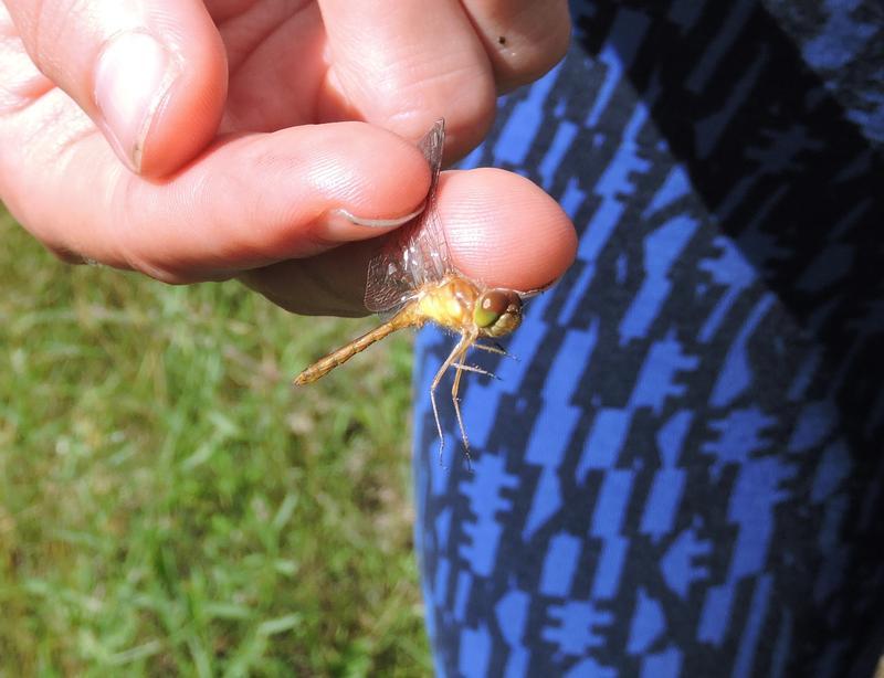 Photo of Autumn Meadowhawk