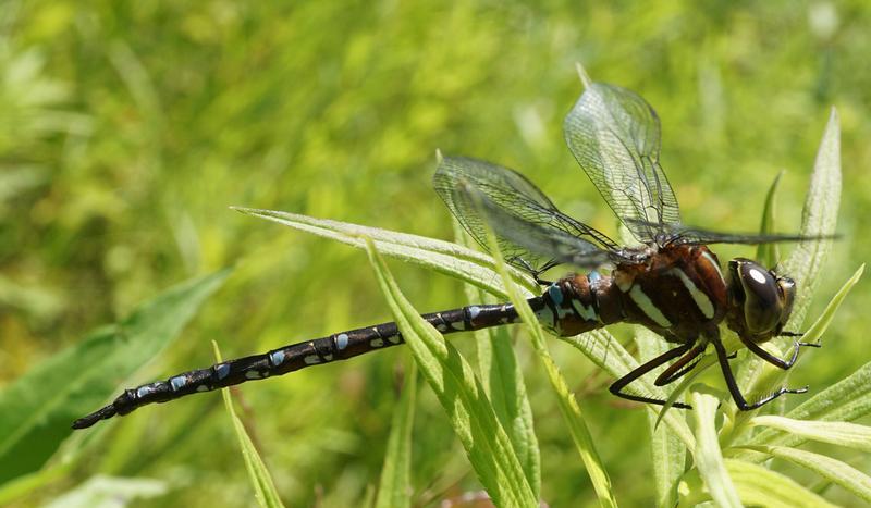 Photo of Black-tipped Darner