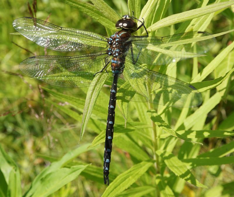 Photo of Black-tipped Darner