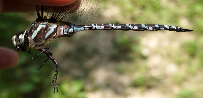 Photo of Canada Darner