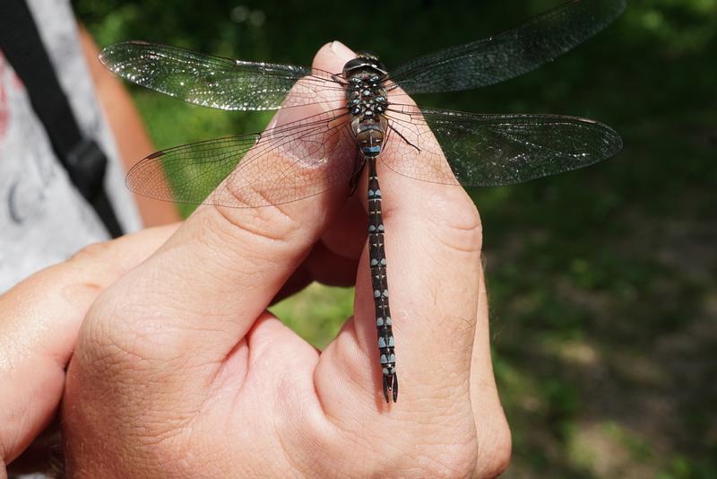 Photo of Canada Darner