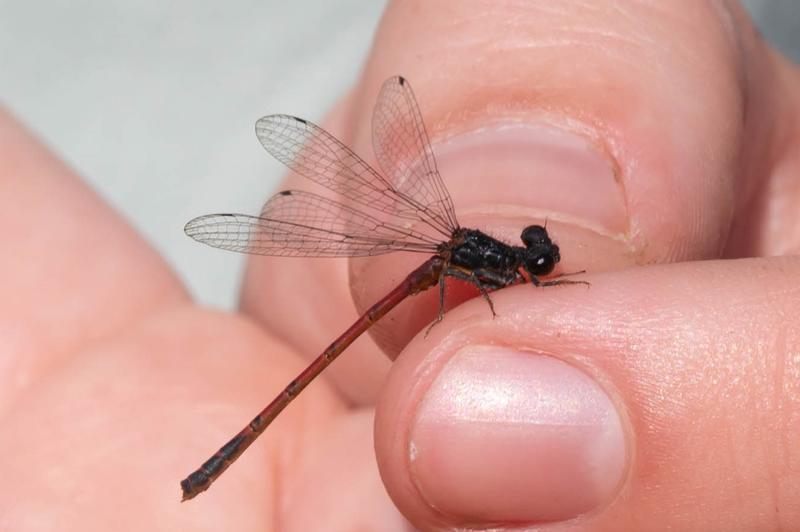 Photo of Western Red Damsel