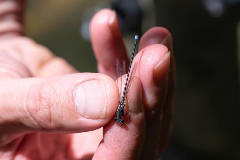 Photo of Blue-tipped Dancer