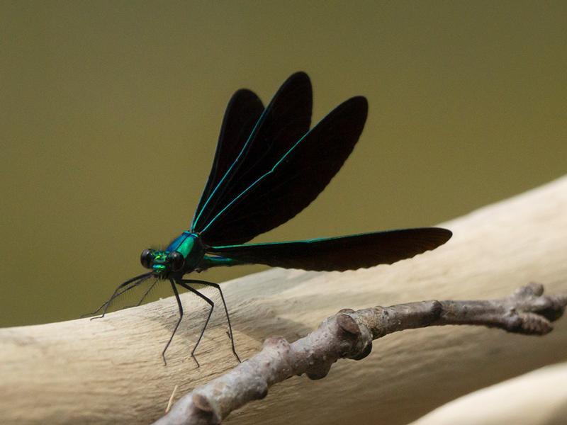 Photo of Ebony Jewelwing