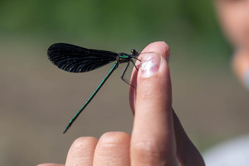 Photo of Ebony Jewelwing