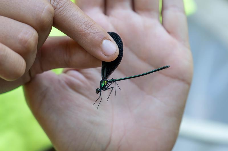Photo of Ebony Jewelwing