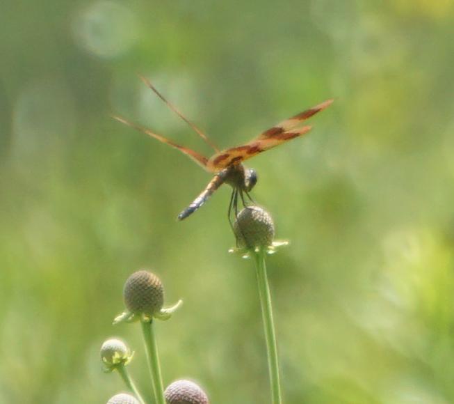 Photo of Halloween Pennant