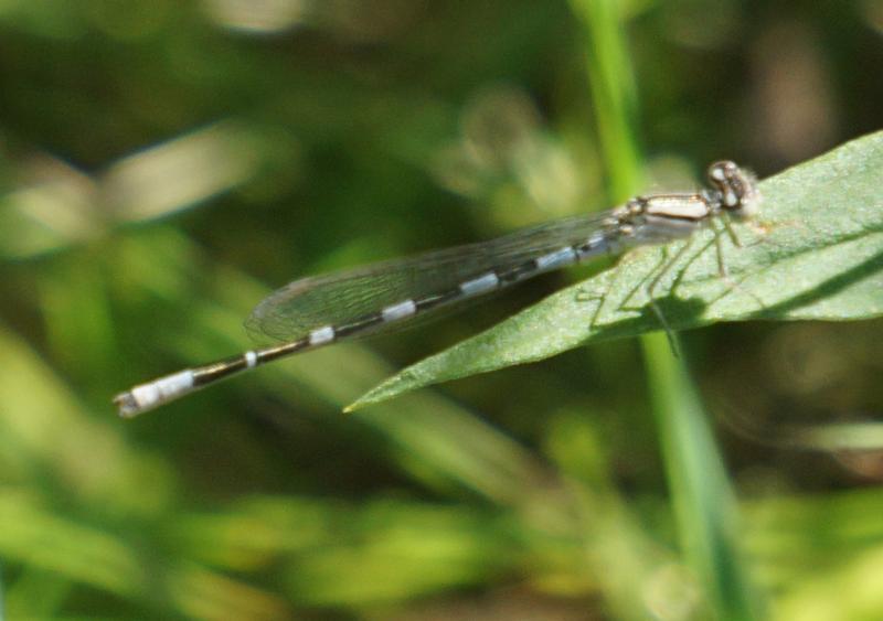 Photo of Tule Bluet