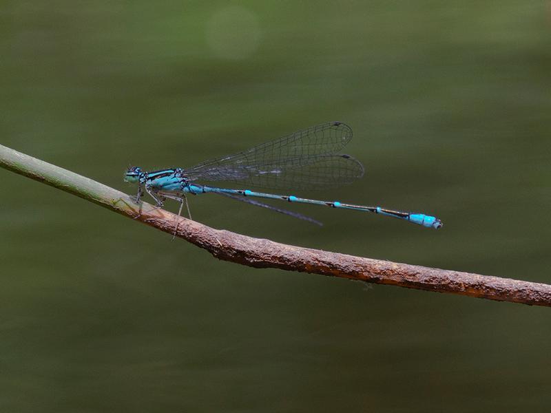 Photo of Stream Bluet