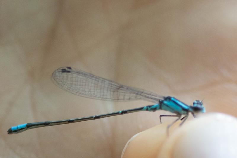 Photo of Skimming Bluet