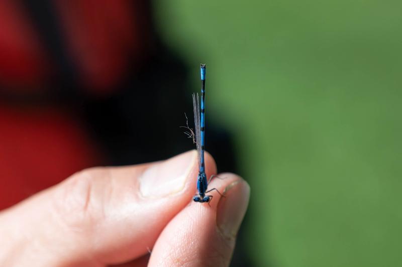 Photo of Familiar Bluet