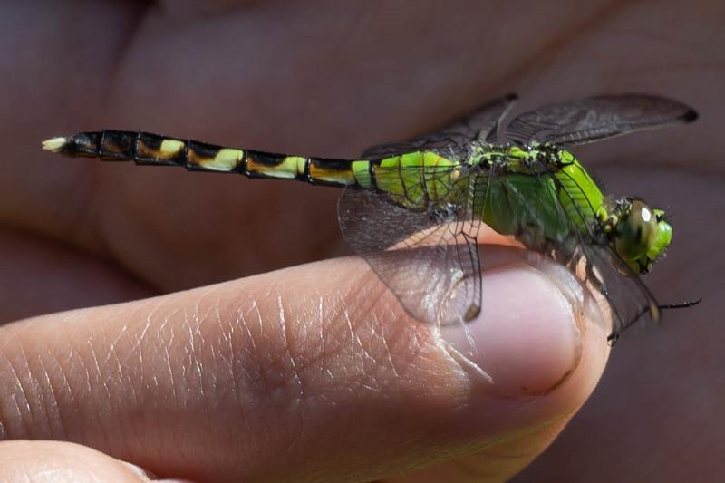 Photo of Eastern Pondhawk