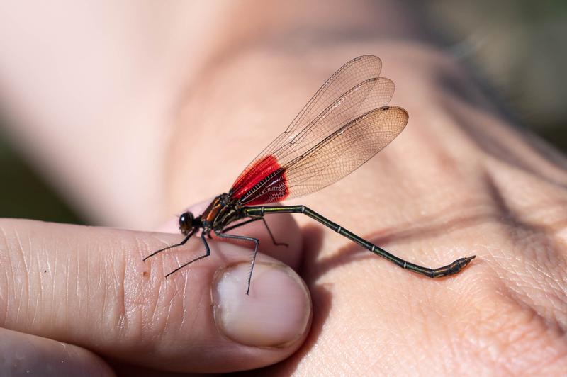 Photo of American Rubyspot