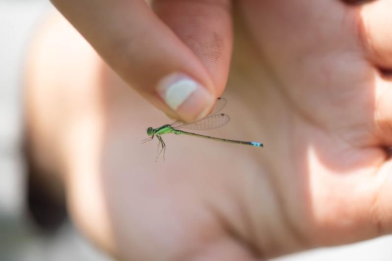 Photo of Eastern Forktail