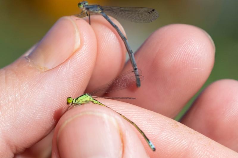 Photo of Eastern Forktail