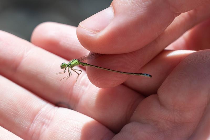Photo of Eastern Forktail